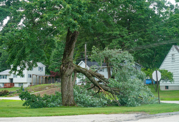  Kalama, WA Tree Services Pros